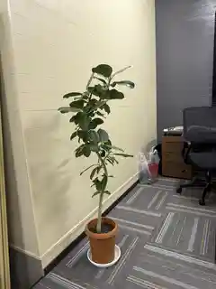 観葉植物 フィカス ベンガレンシス 8号 曲り プラスチック鉢 | 観葉