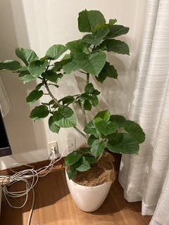 観葉植物 フィカス ウンベラータ 8号 ノーマル ラッシュバスケット