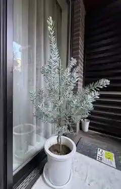 観葉植物 アカシア ブルーブッシュ 8号 ベータ キューブプランター
