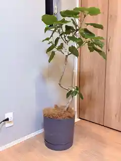 ウンベラータ 大型 | 観葉植物通販HitoHana(ひとはな)