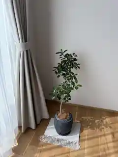 観葉植物 フランスゴムの木 6号 曲り インティ グレー 付き | 観葉植物