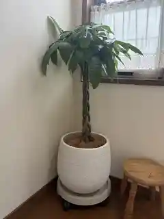 観葉植物 パキラ 8号 ねじり プラスチック鉢 | 観葉植物ならHitoHana
