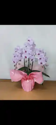 胡蝶蘭大輪 ピンク 3本立ち 30輪〜35輪前後 | 胡蝶蘭ならHitoHana(ひと