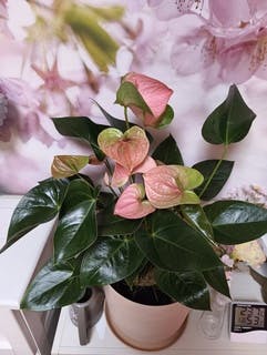 アンスリウム 8号 | 観葉植物 | 送料無料でお届け - Hitohana（ひとはな）