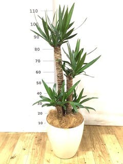 観葉植物 ユッカ 8号 ノーマル エディラウンド 黒 付き | 観葉植物なら