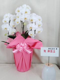 胡蝶蘭大輪 ピンクパンダ 3本立ち 27輪以上 | 胡蝶蘭ならHitoHana(ひと