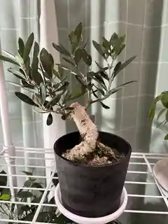 オリーブの木 5号 | 観葉植物の通販ならHitoHana（ひとはな）