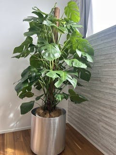 モンステラ 10号 | 観葉植物 | インテリアやギフトに - Hitohana（ひと