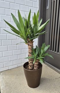 観葉植物 ユッカ 6号 ノーマル Coral Pot (コーラルポット) ブラック