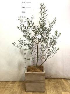 オリーブの木 5号 | 観葉植物の通販ならHitoHana（ひとはな）