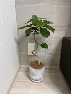 観葉植物 フィカス ウンベラータ 4号 曲り ラスターポット付き 付き