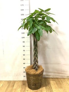 170cm以上の観葉植物 | 送料無料でお届け | Hitohana（ひとはな）