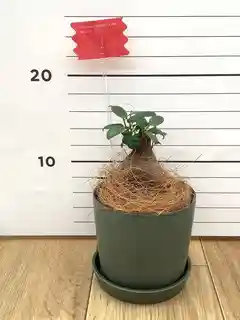 ガジュマル 8号 | 観葉植物通販HitoHana(ひとはな)