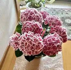 母の日】あじさい 鉢植えのお花 ホットチボリ ピンク ウッドポット