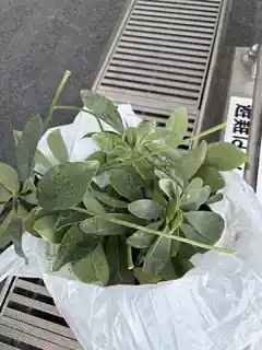 観葉植物 シェフレラ（カポック） 8号 ノーマル バスク ミドル