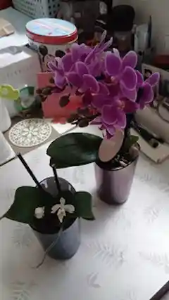 ミニ胡蝶蘭 ピンク 花笑み 2本立ち 陶器（白）鉢付き | 胡蝶蘭なら
