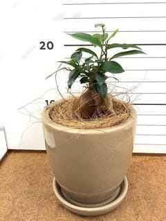 観葉植物 ガジュマル 3号 プラスチック鉢 | 観葉植物ならHitoHana(ひと
