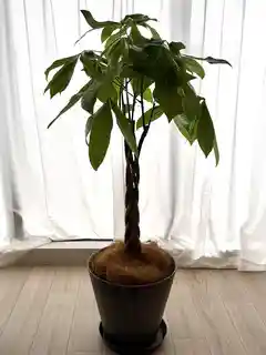 観葉植物 パキラ 8号 ねじり バスク ミドル ホワイト 付き | 観葉植物