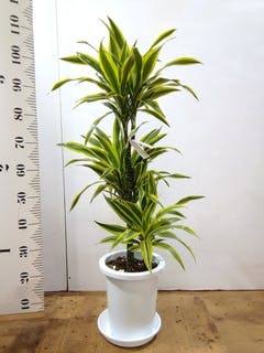 観葉植物 ドラセナ ワーネッキー レモンライム 8号 プラスチック鉢
