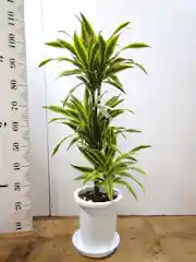 観葉植物 ドラセナ ワーネッキー レモンライム 8号 プラスチック鉢 観葉植物ならhitohana ひとはな