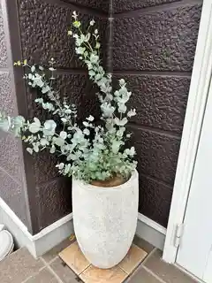 ユーカリ グニー | 観葉植物 | インテリアやギフトに - Hitohana（ひと