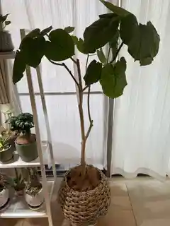 鉢カバー・LushBasket（ラッシュバスケット） | 通販サイトHitoHana
