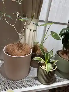 植木鉢 植え替えキット付き | Hitohana（ひとはな）