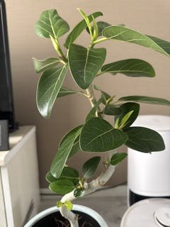 フィカス ベンガレンシス 10号 | 観葉植物通販 Hitohana（ひとはな）