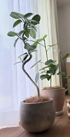 フィカス ベンガレンシス 8号 | 観葉植物通販 Hitohana（ひとはな）