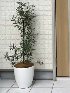 観葉植物 オリーブの木 8号 チプレッシーノ ビアスアルトエッグ