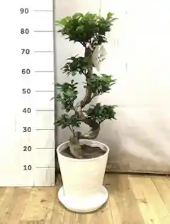 観葉植物 ガジュマル 8号 曲り プラスチック鉢 | 観葉植物ならHitoHana