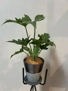 観葉植物 フィロデンドロン 3号 セローム ヒトデカズラ ジュート