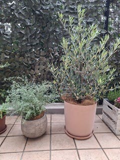 オリーブの木 カヨンヌ | 観葉植物通販HitoHana(ひとはな)