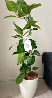 フィカス ベンガレンシス 5号 | 観葉植物通販 HitoHana（ひとはな）