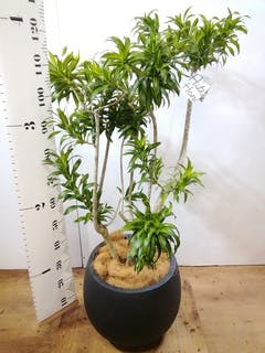ドラセナ ソング オブ ジャマイカ 10号 | 観葉植物 | インテリアや