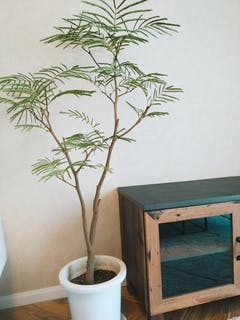 観葉植物 エバーフレッシュ 8号 ボサ造り リブバスケットNatural