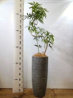 観葉植物 シェフレラ アンガスティフォリア 8号 曲り プラスチック鉢