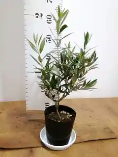 観葉植物 オリーブ 6号 チプレッシーノ プラスチック鉢 | 観葉植物なら