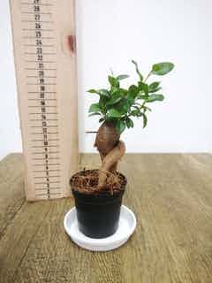 観葉植物 ガジュマル 3号 プラスチック鉢 | 観葉植物ならHitoHana(ひと