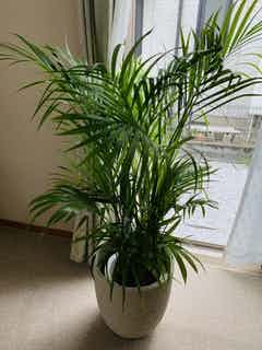 観葉植物 アレカヤシ 8号 プラスチック鉢 | 観葉植物なら