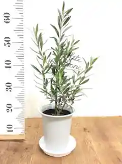 観葉植物 オリーブ 6号 チプレッシーノ プラスチック鉢 | 観葉植物なら