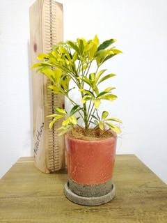 観葉植物 シェフレラ（カポック） 4号 斑入り インナ 15 G 付き | 観葉