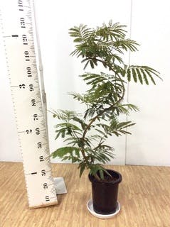 観葉植物 エバーフレッシュ 8号 曲り プラスチック鉢 | 観葉植物なら
