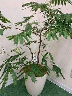 観葉植物 エバーフレッシュ 8号 ボサ造り ラスターポット 付き | 観葉植物ならHitoHana(ひとはな)