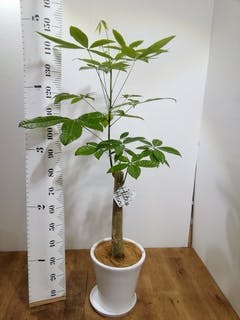 パキラの花様 リクエスト 2点 まとめ商品 パキラ様 リクエスト 2点 まとめ商品 まとめ売り