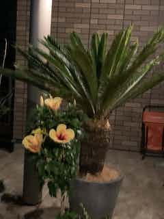 ソテツ　10号　100センチ現品 ソテツ7号サイズ/盆栽、多肉植物、塊根植物、観葉植物通販