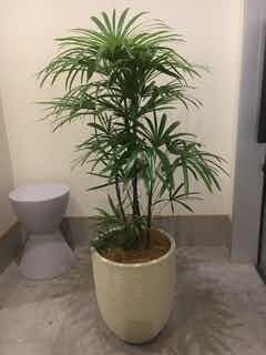 シュロチク　棕櫚竹　8号　白鉢　130cm 洋風です。 1.jpg?1501087096