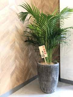 観葉植物 アレカヤシ 8号 プラスチック鉢 | 観葉植物なら