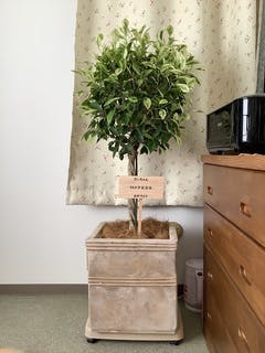 フィカス ベンジャミン ゴールデンスポット | 観葉植物 | 送料無料でお