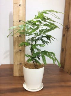 観葉植物 エバーフレッシュ 4号 ボサ造りラスターポット 付き